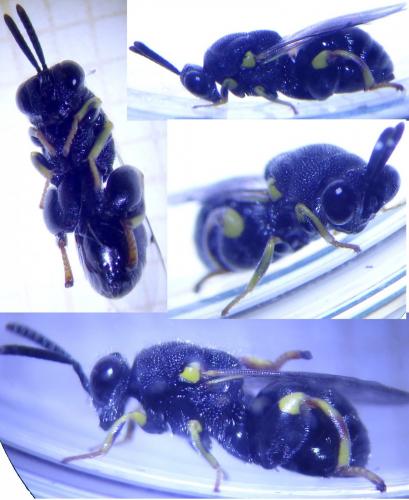 Brachymeria sp.